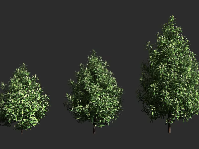 Three Different Sizes of Arbor Trees with Lush Green Foliage and Brown Trunks 3d model