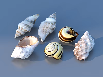 Collection Of Colorful Textured Seashells With Various Shapes For Home Living Items 3d model