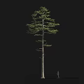Tall Pine Tree with Green Canopy and Human Silhouette for Scale 3d model