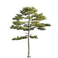 Pine Trees with Various Growth Forms Green Foliage and Detailed Trunks 3d model