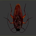 Red And Black Cockroach With Orange Legs Glossy Exoskeleton And Long Antennae On Gray Background