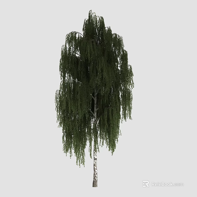 Willow Tree With Drooping Branches And Lush Green Leaves On White Trunk 3d model 