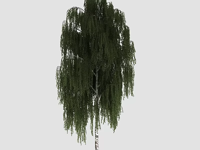 Willow Tree With Drooping Branches And Lush Green Leaves On White Trunk 3d model