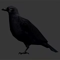Black Bird With Spread Wings Standing on White Surface With Reflection 3d model