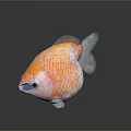 Orange Fish with White Fins Round Body and Shiny Scales on Gray Background