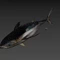 Fresh Whole Tuna Fish as Premium Seafood Ingredient for Culinary Dishes