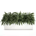 Lush Green Fern Bonsai Planter In White Rectangular Container With Dense Foliage 3d model