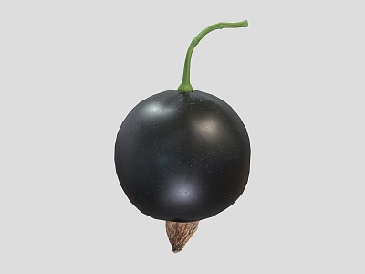 blueberry fruit 3d model