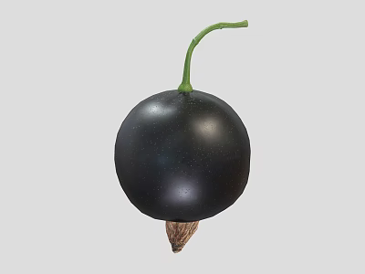 Fresh Ripe Blackcurrant Fruit With Shiny Black Skin Green Stem And Brown Bottom 3d model