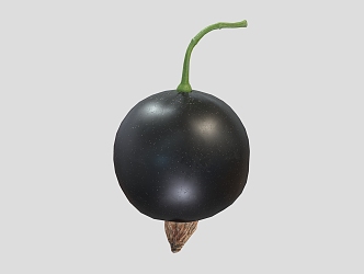 blueberry fruit 3d model