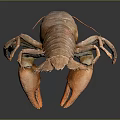 Orange Crayfish Aquatic Animal with Large Claws and Spotted Legs Isolated on Dark Background