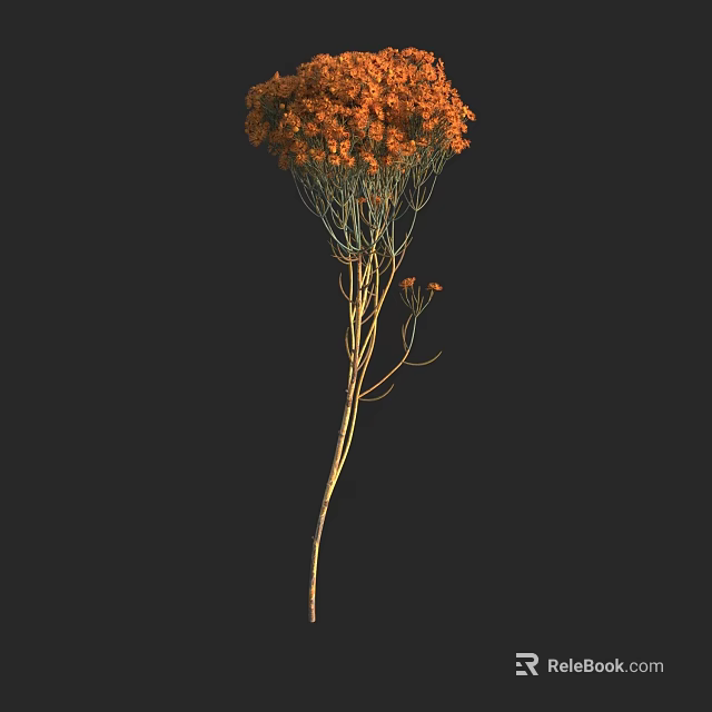 Vibrant Orange Cluster Flowers with Long Slender Stem on Black Background 3d model