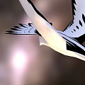 Game Movie Character Flying Black And White Bird With Unique Wing Patterns And Sunlight Glow