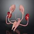 Anatomical 3D Model of Human Organs with Kidneys Reproductive Ducts and Tubes Structure