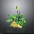 Green Plant with Large White Striped Leaves on Square Light Brown Base Against Dark Background