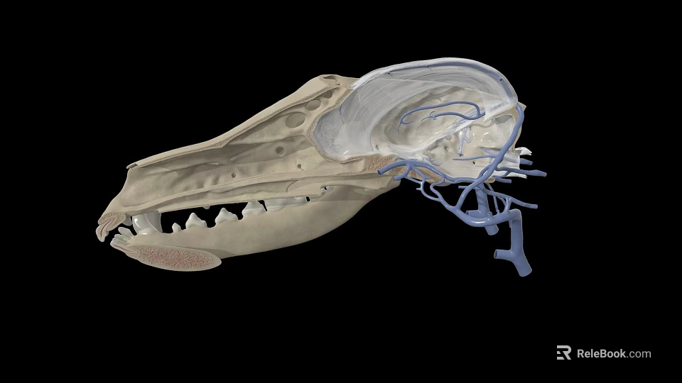 3D Rendered Animal Skull Anatomy Showing Internal Vascular System Details 3d model 