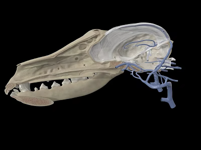 3D Rendered Animal Skull Anatomy Showing Internal Vascular System Details 3d model