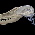 3D Rendered Animal Skull Anatomy Showing Internal Vascular System Details