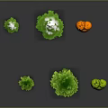 Different Types of Colorful Trees with Various Shapes and Green Orange Foliage