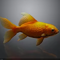 Orange Red Goldfish Featuring Shiny Scales Yellow Fins And Tail On Dark Background