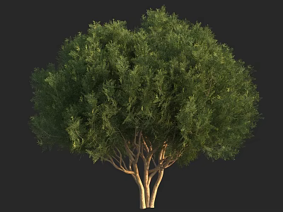 Lush Green Arbor With Multiple Trunks And Vibrant Foliage In Natural Form 3d model