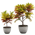 Bonsai Potted Plants With Green And Red Leaves In Gray Pots