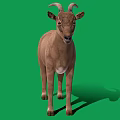 Brown Goat With Curved Horns Standing On Green Background Full Body View