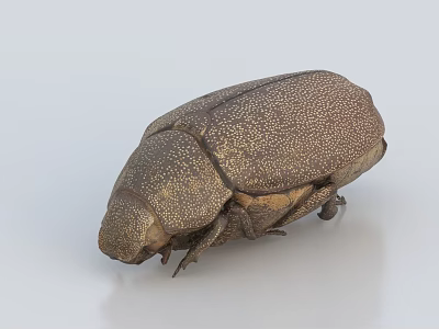 Brown Reptile With Textured Scales And Compact Body On White Surface 3d model