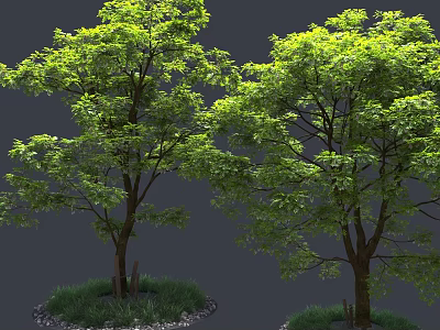 Lush Green Trees with Dense Foliage Brown Trunks Grass and Pebbles Base 3d model