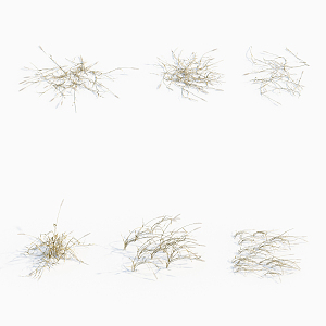 Modern plant dog tail grass weeds 3d model