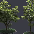 Lush Green Arbor Tree With Dense Foliage And Grass Stones Around Trunk