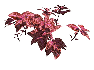Vibrant Red and Purple Foliage Plants with Colorful Leaves for Home Decor 3d model