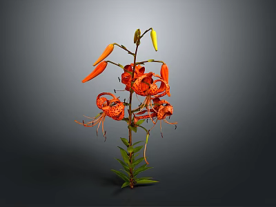 Orange Lily Plant With Blooms Buds Green Stems Leaves Against Gray Background 3d model