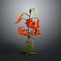 Orange Lily Plant With Blooms Buds Green Stems Leaves Against Gray Background