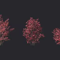 Colorful Autumn Trees With Red And Yellow Foliage Arranged In Rows On Dark Background
