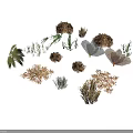 Various Types of Dried Plants with Leaves Branches and Natural Forms