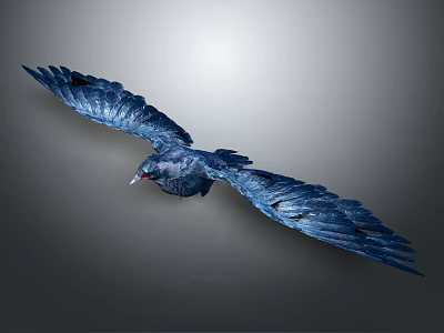Modern Crow Crow 3d model