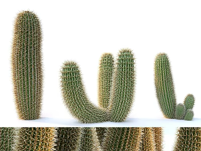 Various Shapes Of Green Spiky Cactus Plants For Home Decor And Garden 3d model