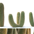Various Shapes Of Green Spiky Cactus Plants For Home Decor And Garden