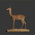 Antelope Taxidermy Mount Displayed On Wooden Base With Small Plaque
