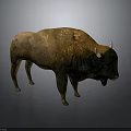 Realistic Standing Buffalo With Brown Fur And White Horns On Gray Background