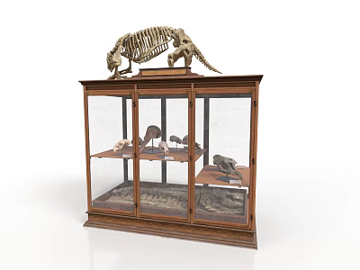 Wooden Display Case With Glass Doors Holding Skeleton And Specimens On Shelves 3d model