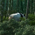 Bamboo Panda Bamboo Sea 3d model