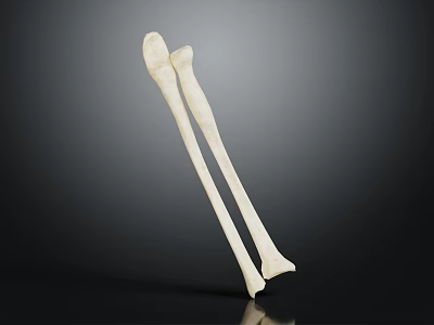 Two White Long Bones For Medical Display Isolated On Dark Background 3d model