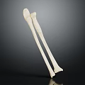 Two White Long Bones For Medical Display Isolated On Dark Background