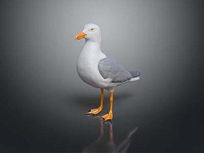 Seagull With White Body Grey Wings Orange Beak And Orange Feet On Dark Background 3d model