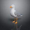 Seagull With White Body Grey Wings Orange Beak And Orange Feet On Dark Background