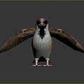 Modern Birds Birds 3d model