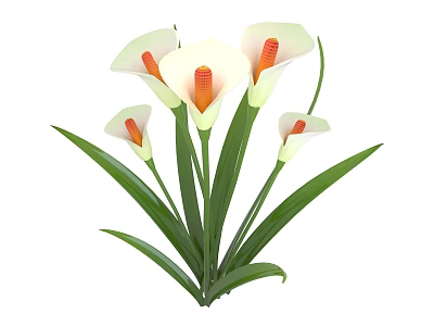 Beautiful Calla Lily Bouquet With White Petals Orange Stamens Green Leaves 3d model
