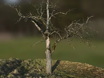 Tall Leafless Arbor With Bare Branches And Textured Trunk In Grassy Field 3d model